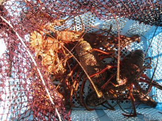 刺し網漁網ＧＩＬＬＮＥＴ製造直販長浦製網所